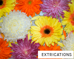 EXTRICATIONS anagram
