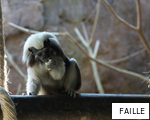 FAILLE anagram