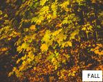 FALL anagram