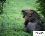FANGS anagram