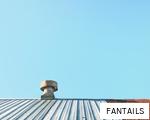 FANTAILS anagram