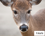 FAWN anagram
