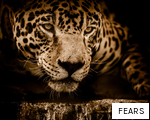 FEARS anagram