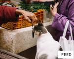 FEED anagram