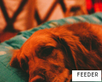 FEEDER anagram
