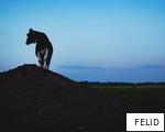 FELID anagram