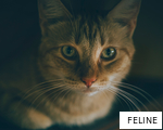 FELINE anagram