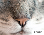 FELINE anagram