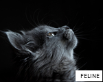 FELINE anagram