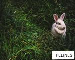 FELINES anagram