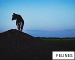 FELINES anagram