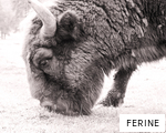 FERINE anagram