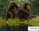 FERINE anagram