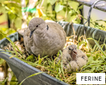 FERINE anagram