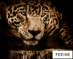 FERINE anagram