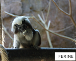 FERINE anagram
