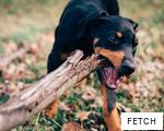 FETCH anagram