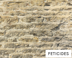 FETICIDES anagram