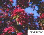 FEVERFEW anagram