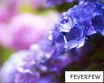 FEVERFEW anagram