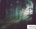FICUS anagram