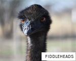 FIDDLEHEADS anagram