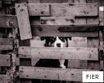 FIER anagram