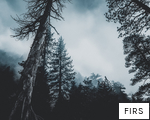 FIRS anagram