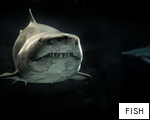 FISH anagram
