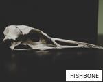 FISHBONE anagram