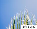 FLASHBOARD anagram
