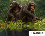 FLATNESS anagram
