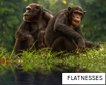 FLATNESSES anagram