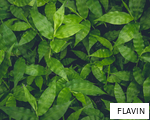 FLAVIN anagram