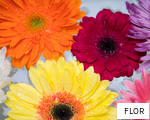 FLOR anagram