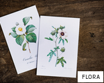 FLORA anagram