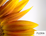 FLORA anagram
