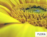 FLORA anagram