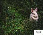 FLUF anagram