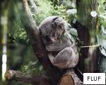 FLUF anagram