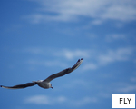 FLY anagram