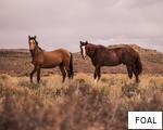 FOAL anagram