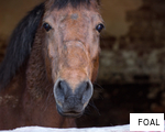 FOAL anagram