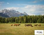 FOAL anagram