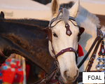 FOAL anagram