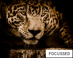 FOCUSSED anagram