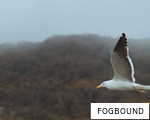 FOGBOUND anagram