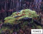 FOMES anagram