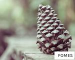 FOMES anagram