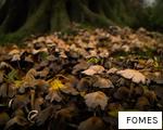 FOMES anagram